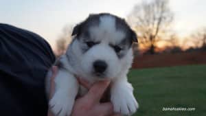 Husky puppies for sale Alabama