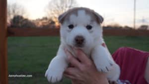 Husky puppies for sale Tennessee