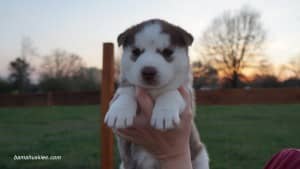 Husky puppies for sale Mississippi