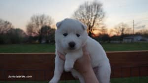 Husky puppies for sale Georgia