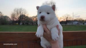 Husky puppies for sale Florida