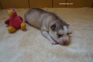 light chocolate female husky puppy for sale