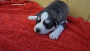 husky puppies for sale