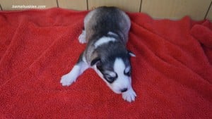husky puppies for sale