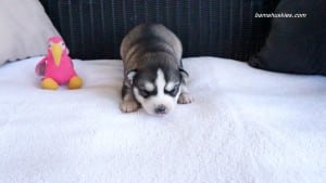 husky puppies for sale