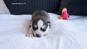 husky puppies for sale