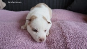 husky puppies for sale