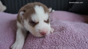 husky puppies for sale