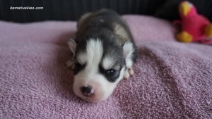 husky puppies for sale