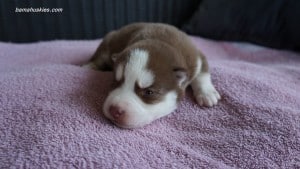 husky puppies for sale