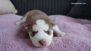 husky puppies for sale