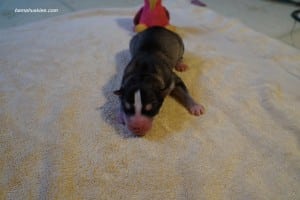 husky puppies for sale