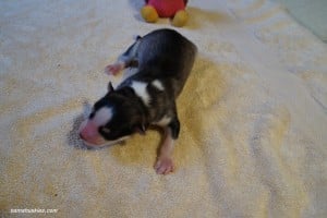 husky puppies for sale