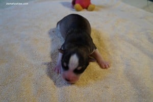 husky puppies for sale