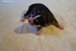 husky puppies for sale