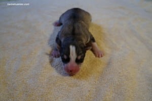 husky puppies for sale