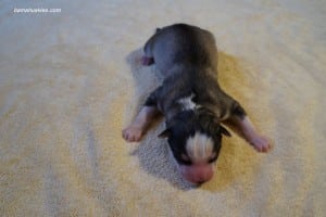 husky puppies for sale