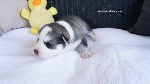 husky puppies for sale