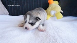 husky puppies for sale