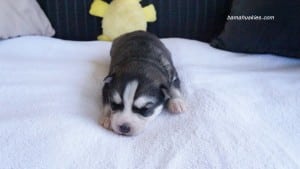 husky puppies for sale