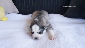 husky puppies for sale