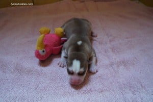 chocolate female husky puppy for sale