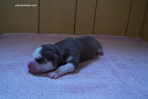 chocolate male husky puppy for sale