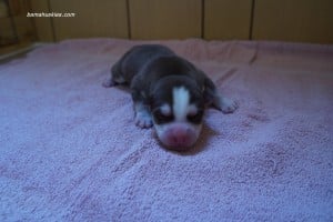 chocolate male husky puppy for sale