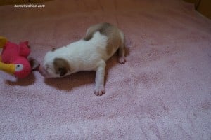 splash coat husky puppy for sale