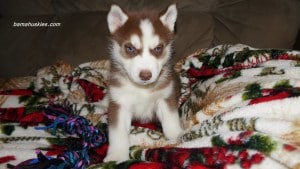 red and white husky puppy for sale