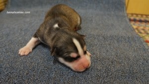 husky puppies for sale Mississippi