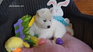 husky puppies for sale Tennessee