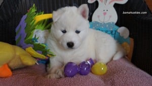 husky puppy for sale Georiga 