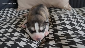 husky puppies for sale Tennessee