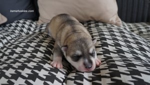 husky puppies for sale Georgia
