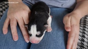 husky puppies for sale Mississippi
