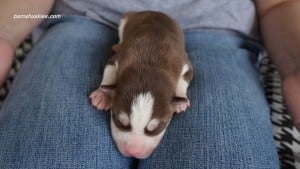 husky puppies for sale Alabama