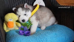 husky puppy