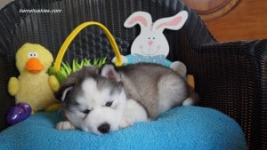 husky puppy for sale