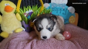 Husky puppies for sale