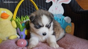 Husky puppies for sale