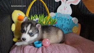 Husky puppies for sale