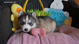 Husky puppies for sale