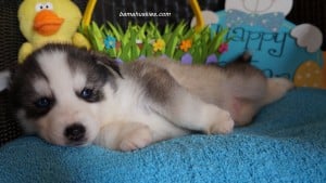Husky puppies for sale