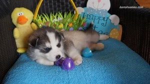 Husky puppies for sale