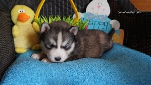 Husky puppies for sale