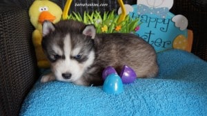 Husky puppies for sale