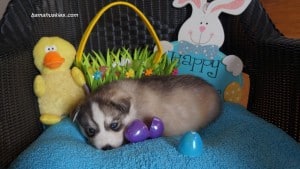 Husky puppies for sale