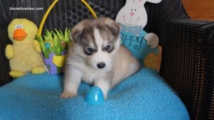 Husky puppies for sale