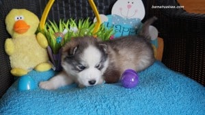 Husky puppies for sale